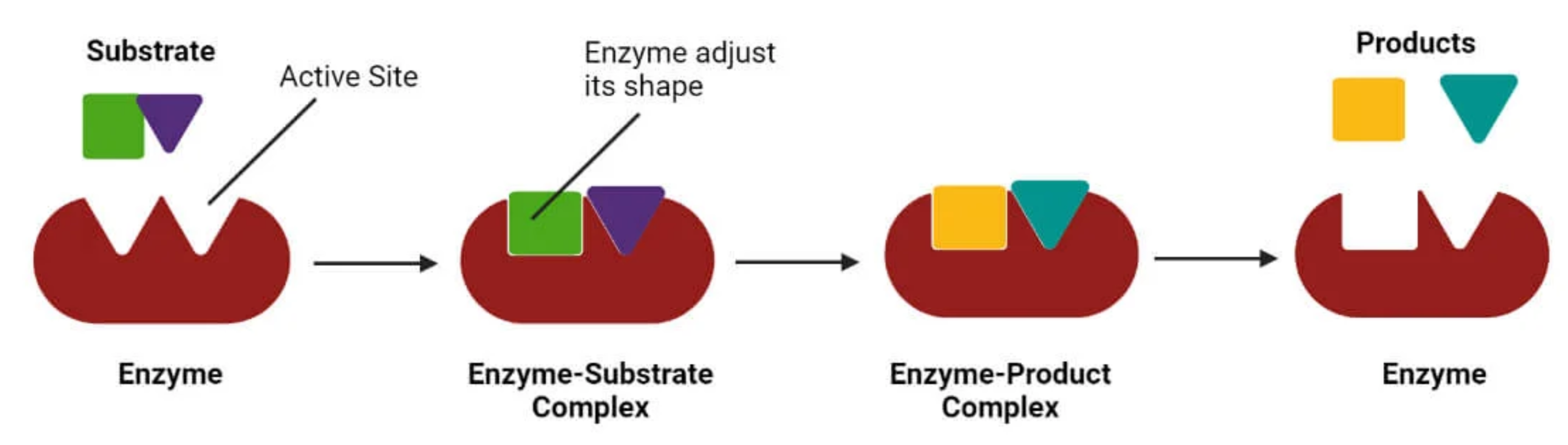 Induced_fit model