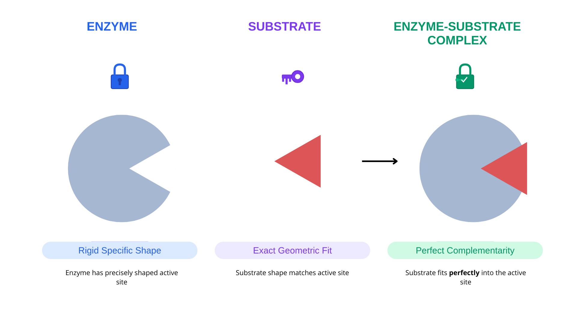 Lock and key model