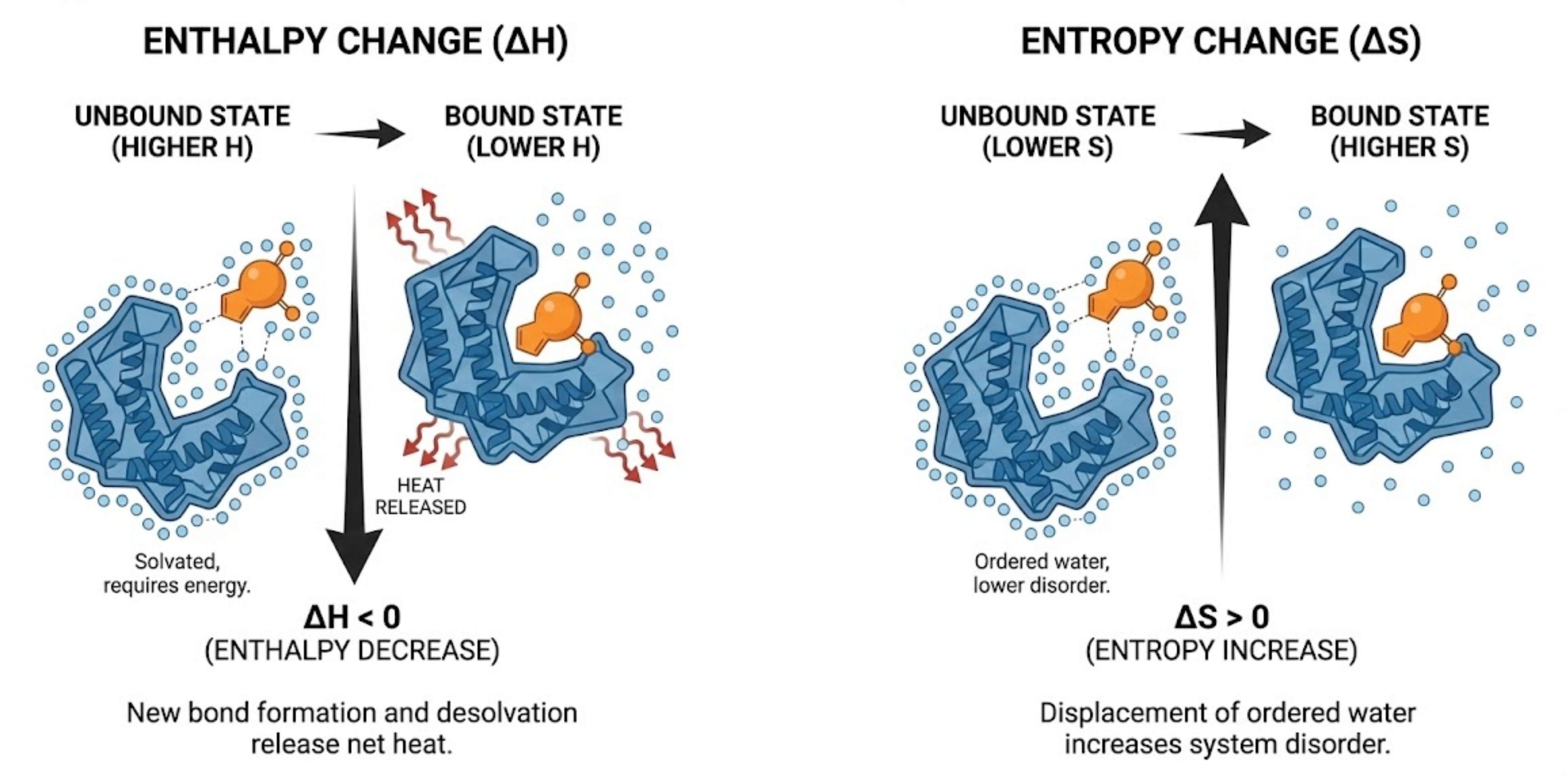 Enthalpy and Entropy in Protein-ligand Bidning