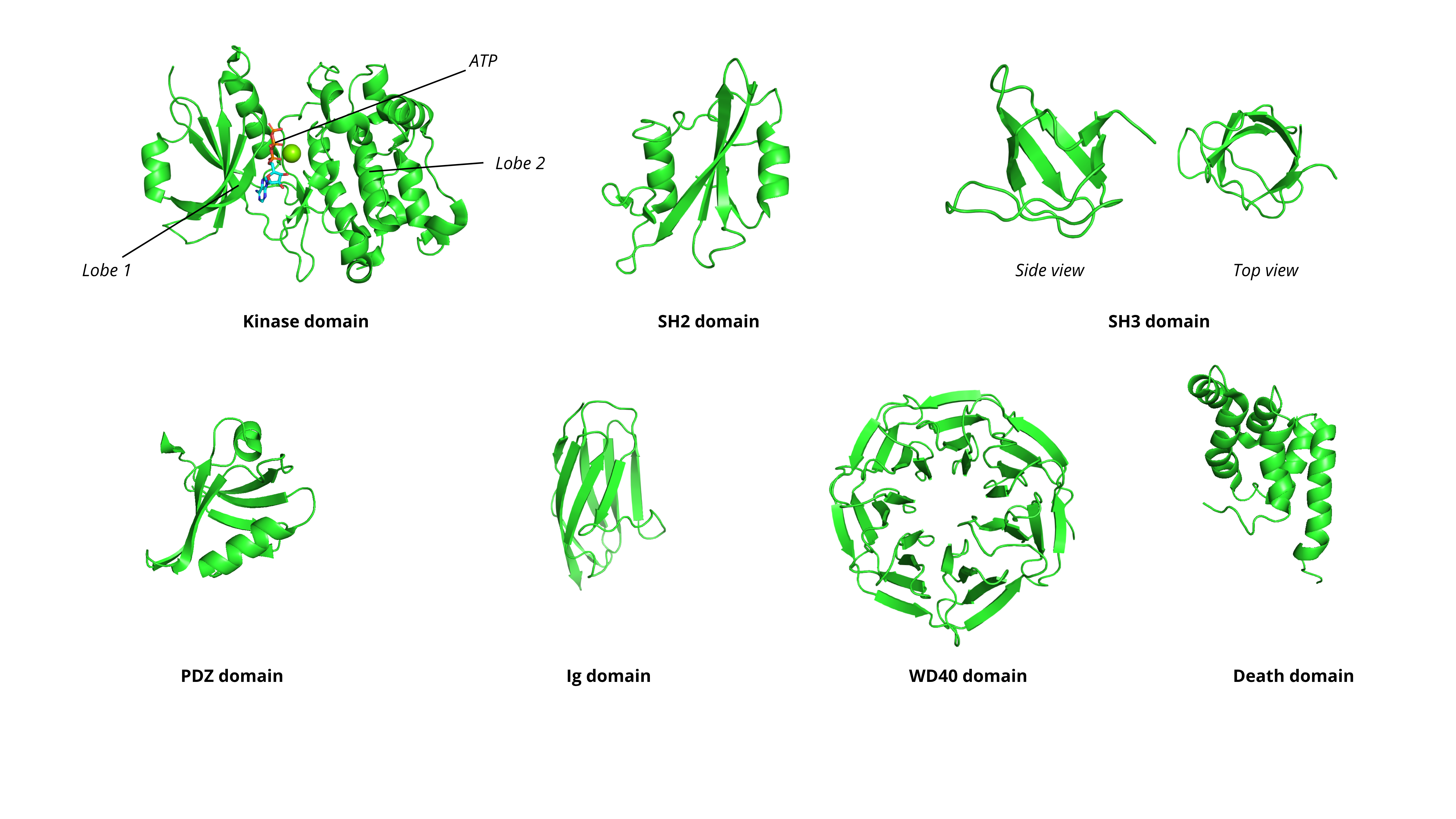 Protein domains