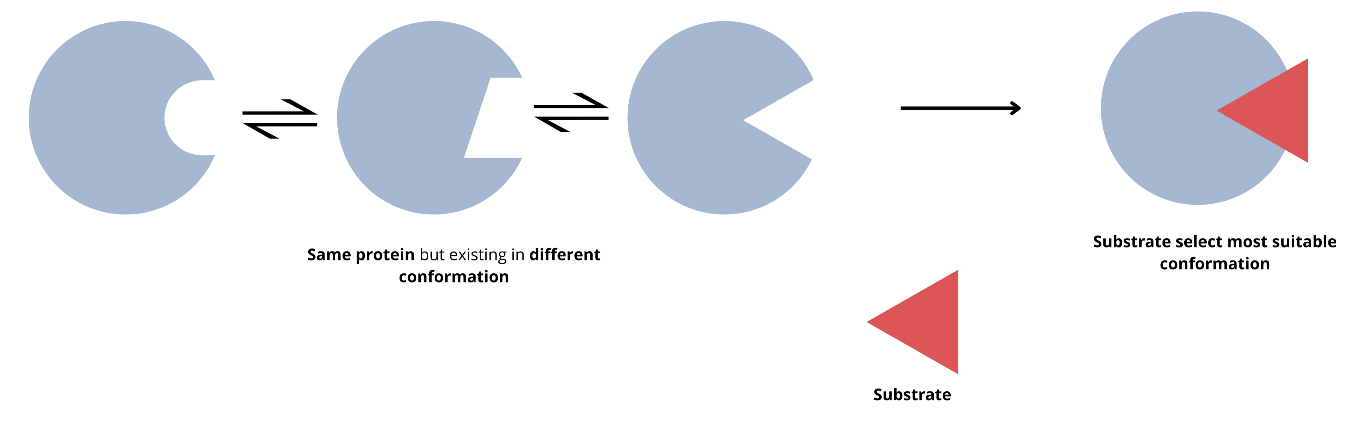 conformation_selection model